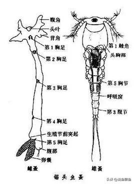 关于中国斗鱼外寄生虫“锚头蚤”的治疗方法分享。