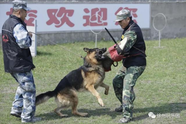 萌狗都开始上“辅导班”了！徐州这个狗狗“辅导班”每周日免费上