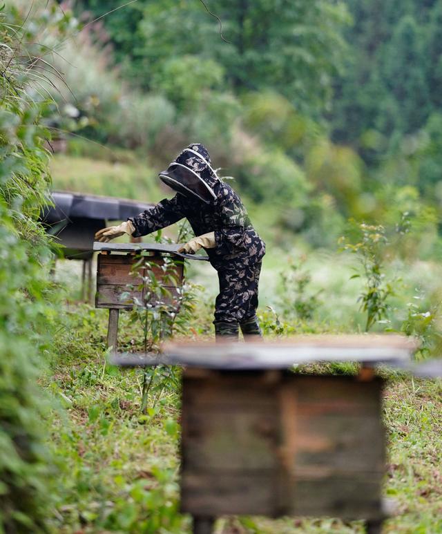 广西龙胜：苗山深处养蜂忙