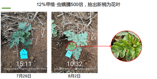 种瓜得瓜？不一定！西瓜打了甲维·虫螨腈，当心全年无收