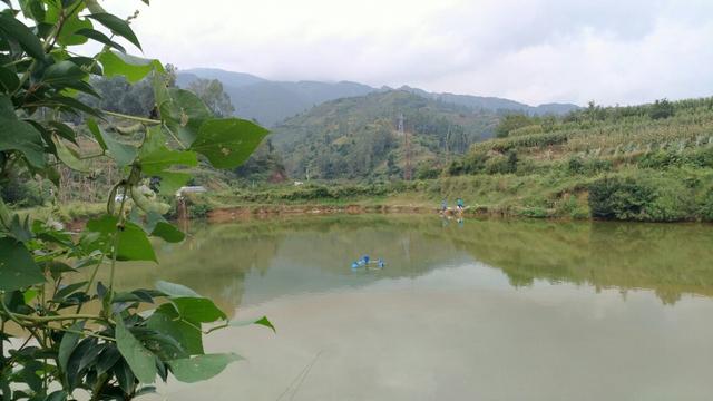 距昆明周边50公里的良心练竿塘，青草鲢鳙鲤鲫、手矶带轮都无限制