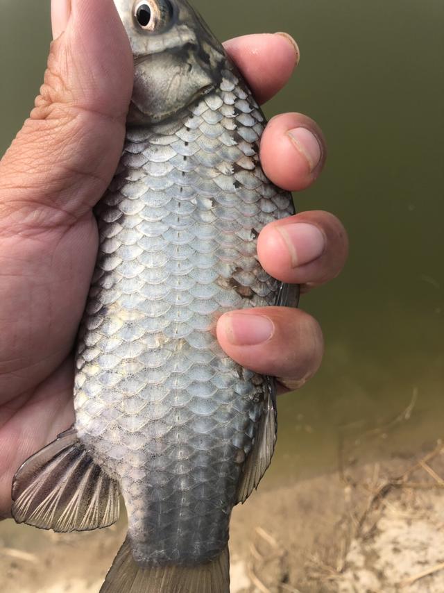 养殖塘里好鱼情，鲫草鳊鲤螺蛳青