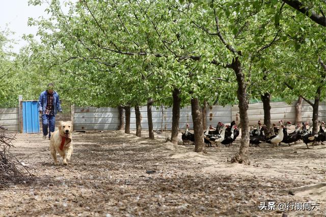 400买条金毛犬养在雁群，宠物成高级帮工万元不卖，看有啥本事