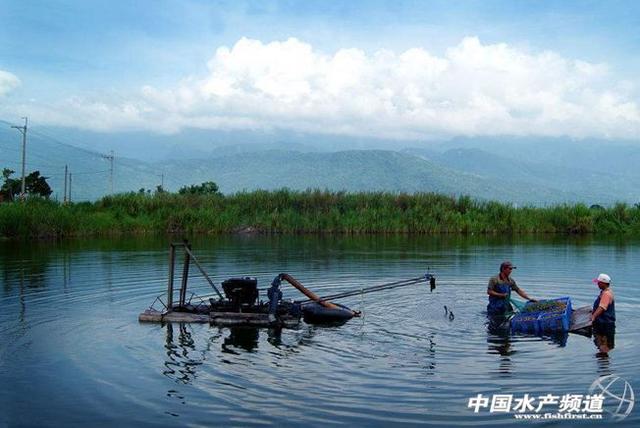 广东顺德人养鳗鱼得心应手，奥秘是什么？