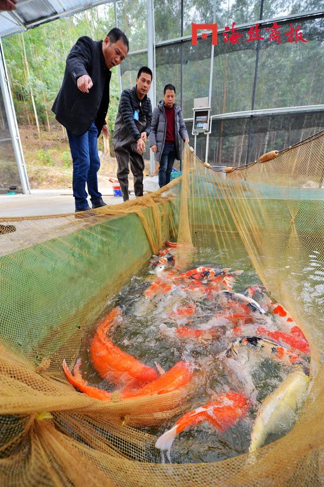 接好运！南安这里将打造福建省最大的锦鲤养殖基地