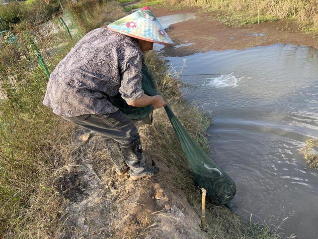 义乌首批澳洲淡水龙虾开捞，石明堂村“稻虾共养”生态农业见成效