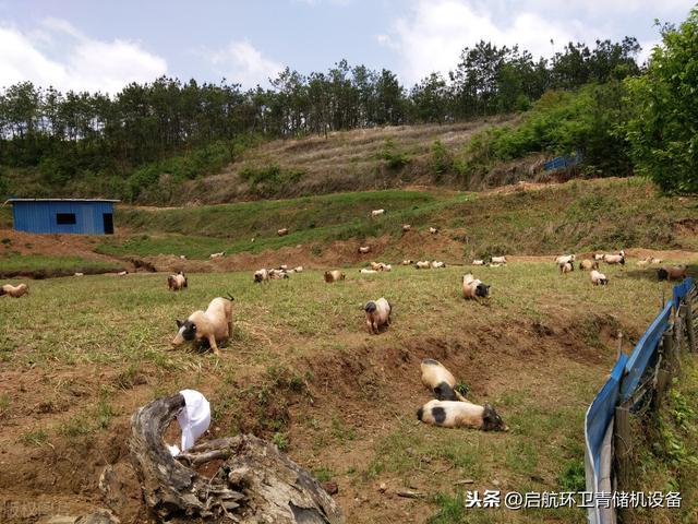 养殖巴马香猪的圈舍建设，香猪价格行情及猪崽疫情的防控办法