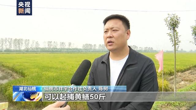 湖北仙桃黄鳝养殖面积超10万亩 产业壮大效益增加