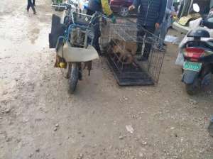 哪里有马犬养殖基地(狗市：小马犬400元一只批发，商贩排队购买)