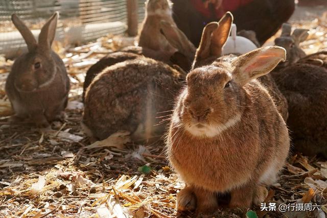 农村小伙买下80只草原兔，在野外散养3年赚35万元，看有啥秘诀