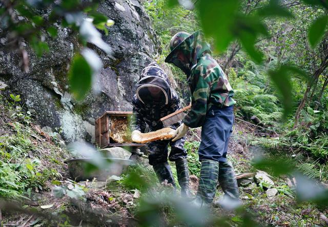 广西龙胜：苗山深处养蜂忙