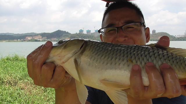 夏天炎热鱼儿会去哪儿？不同种类鱼聚集地不同，草鲤鲫鳊加鲢鳙