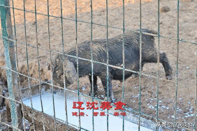 沈阳农民山沟养猪，估计年收入要超百万，纯正原生态黑猪