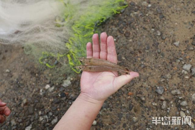 开海寻鲜记②｜海水养殖，青岛秘笈“惊动”农业农村部