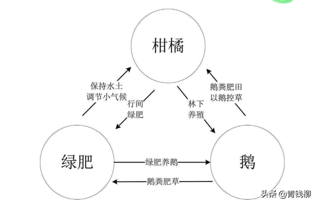 广西“柑橘-绿肥-鹅”立体种养模式探索