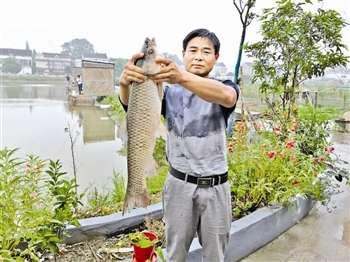 江苏泰州靖江农场主试水养殖“脆肉鲩”