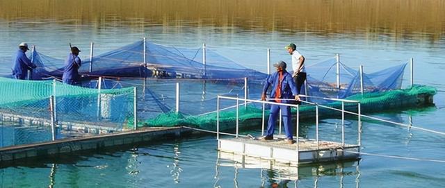 人工饲养虹鳟：水库网箱密度，对于虹鳟福利及生理状况有何影响？