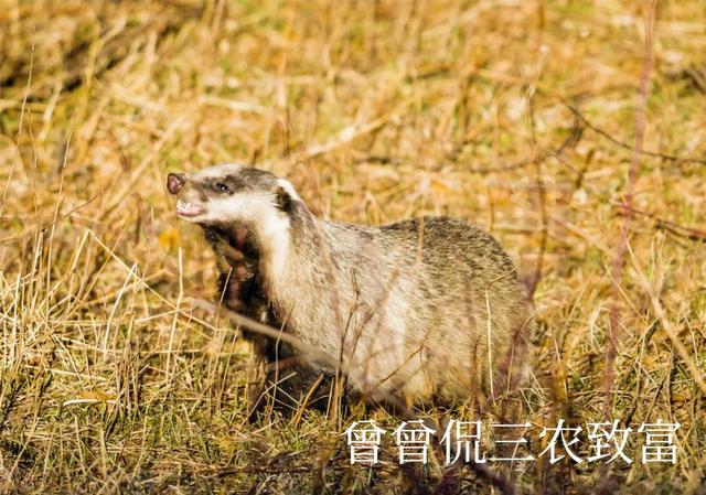 獾子一身宝，振兴农家好