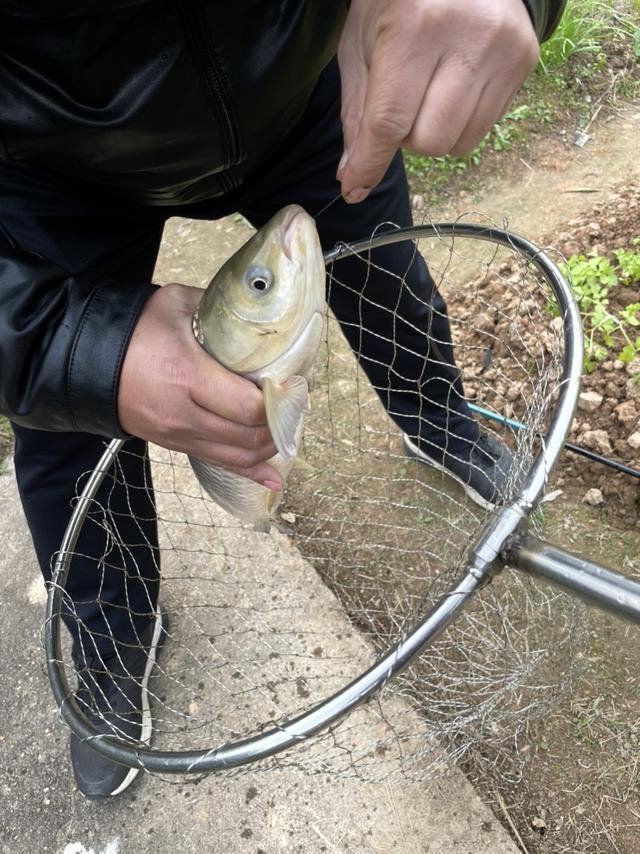 红色荷包鲤开启了爆护的大门，青草不甘落后前来报道