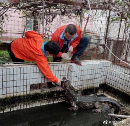 越养越心慌！深圳一市民路边捡幼鳄当宠物，万万没想到它是个“大家伙”