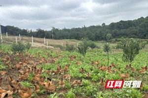 常德养殖土鸡(桃源木塘垸镇：绘就林下养殖新底色 打造乡村振兴示范地)