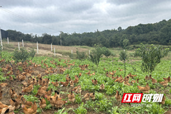 桃源木塘垸镇：绘就林下养殖新底色 打造乡村振兴示范地