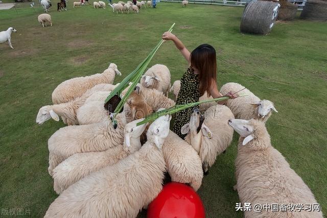 羊养殖场，这十大忠告一定要知道！