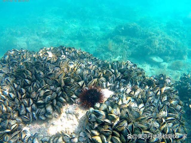 如何养殖“海中鸡蛋”贻贝？