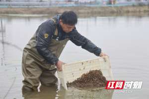 洞庭湖龙虾养殖户(“水上春耕”正当时 “荷花虾”走出致富路)