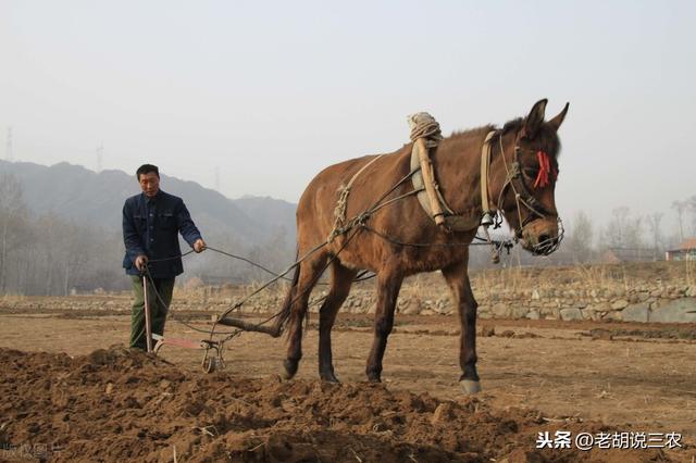 动物趣话：骡子为啥分“马骡”和“驴骡”？骡子真的不能生育吗？