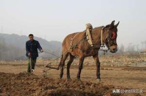 骡子的养殖(动物趣话：骡子为啥分“马骡”和“驴骡”？骡子真的不能生育吗？)