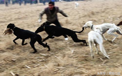 中华名犬——山东细犬