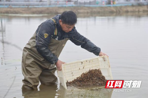 “水上春耕”正当时 “荷花虾”走出致富路