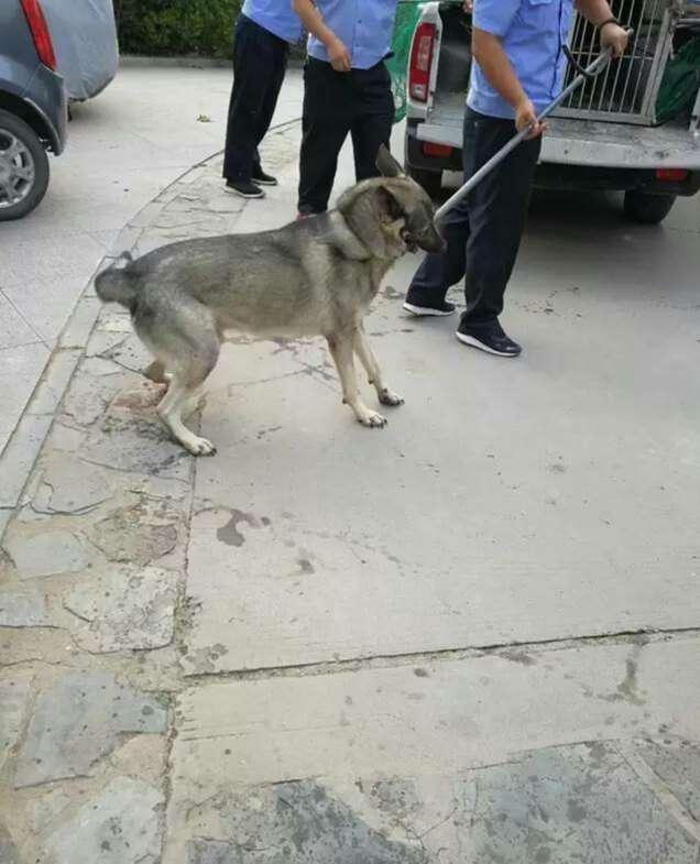 石家庄一小区大狗扰民，警方入户带走藏獒、狼青等大型犬近30只