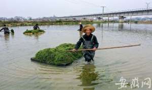 庐江水产养殖(庐江：万亩虾田春种忙“一水双收”富水乡)