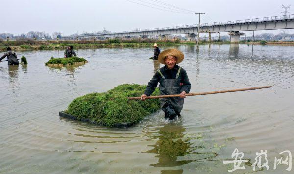 庐江：万亩虾田春种忙“一水双收”富水乡