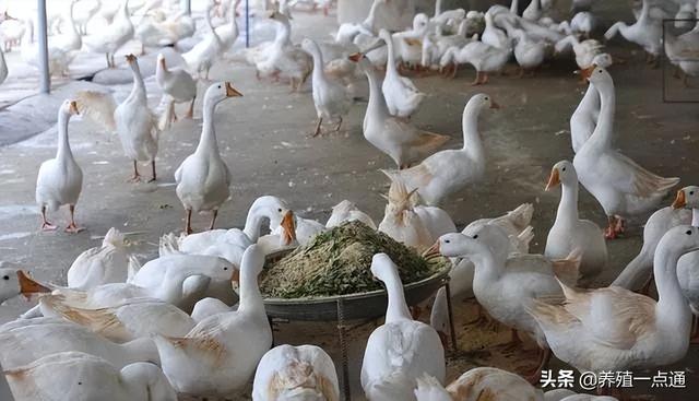 鸭鹅常用九类饲料适量搭配，家庭农场降成本