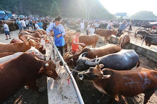 为何有人说别去山东买牛犊？养牛户：去了不买就不给走