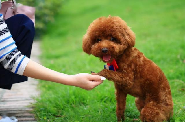 泰迪犬究竟要怎么养？看这里