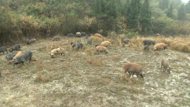 农村大哥另辟蹊径养800头黑猪，不喂饲料不圈养，500亩山林可随意活动，肉质香嫩寻销路！