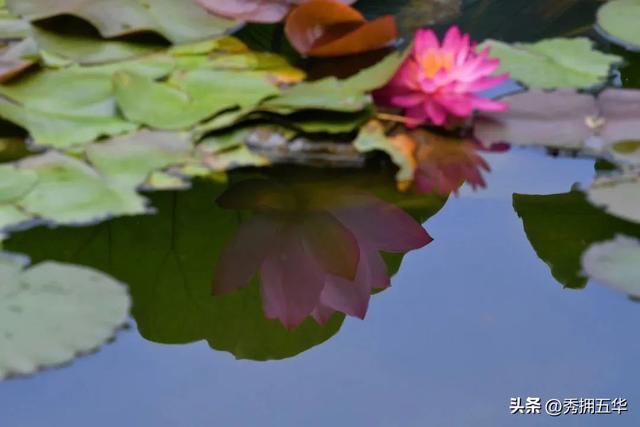 翠湖：十亩荷花鱼世界 夏日赏荷正当时