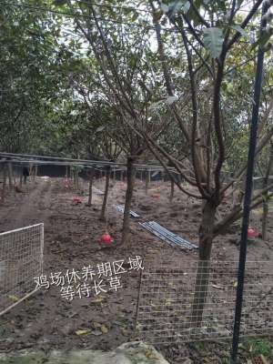 鸡生物链养殖(土鸡养殖技术：为什么同一片区域不能连续养土鸡？)