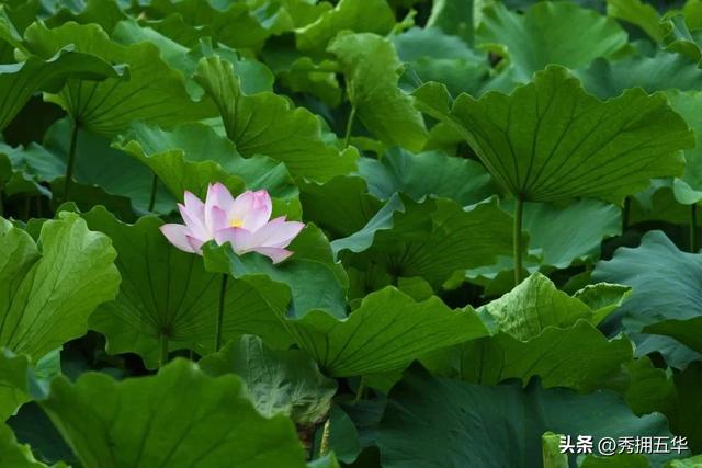 翠湖：十亩荷花鱼世界 夏日赏荷正当时