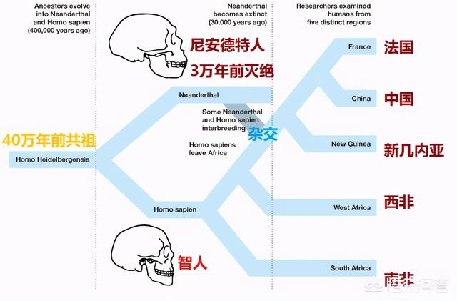 没有“纯种”的人，凭什么要求动物纯种？究竟是什么心理？