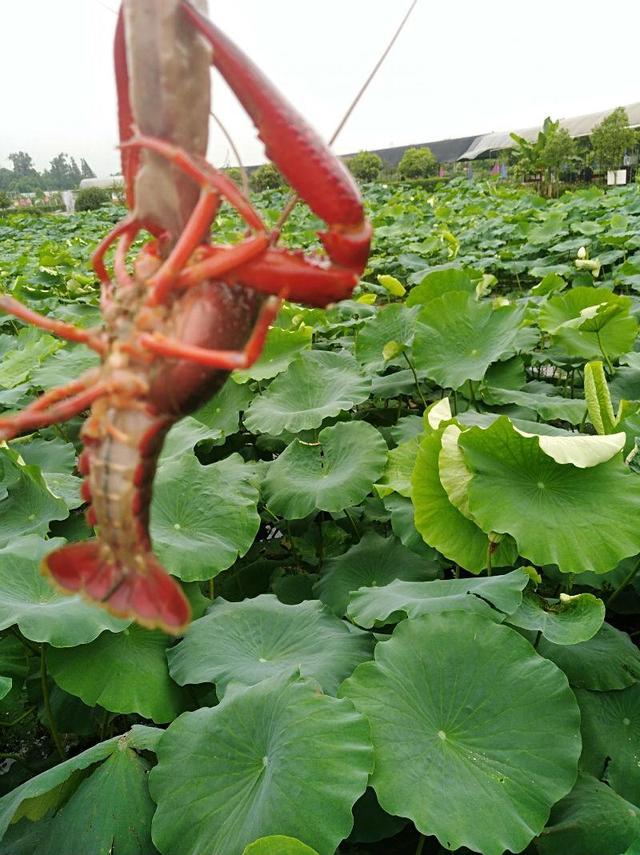 成都双流黄水：小龙虾产业链带富牧马水乡