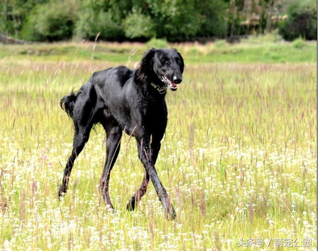 中华名犬——山东细犬