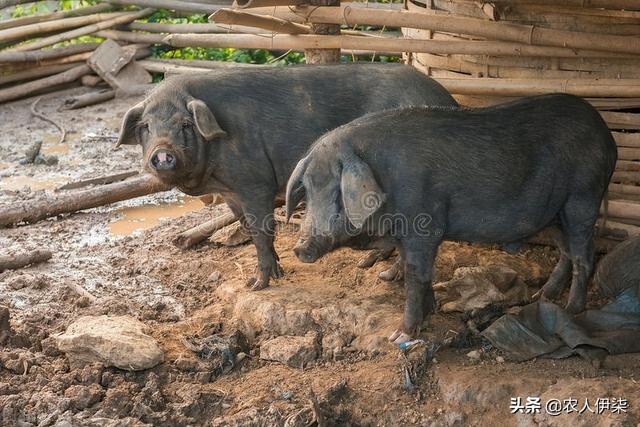 为什么现在农民不养黑猪？肉质再好，但这几个缺点也很明显