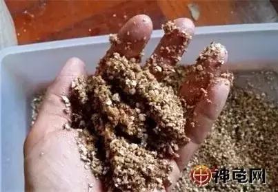 从新手到精通 龟产蛋前准备事项