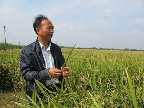 浙江大爷养殖乌鳖，通过稻鳖共养走向致富，年销售额五千万元