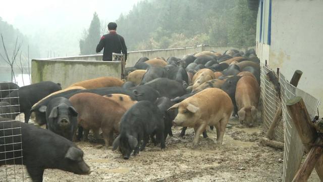 农村大哥另辟蹊径养800头黑猪，不喂饲料不圈养，500亩山林可随意活动，肉质香嫩寻销路！